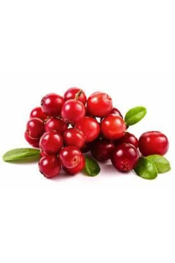 10 Adet Tohum Yaban Mersini Tohumu Cranberry Turna Yemişi Tohumu ürün görseli 1