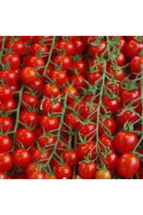 Domates Küçük Tohum  100 Adet - Resim 3