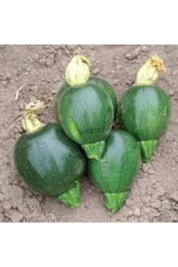 50 Adet Tohum Dolmalık Nadir Topak Kabak Tohumu ürün görseli 1