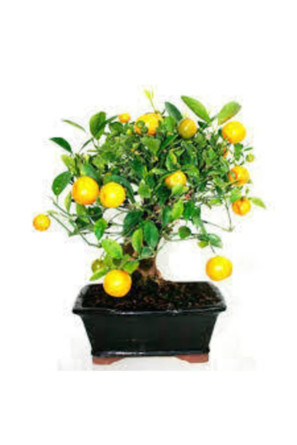 10 Adet Tohum Bodur Bonsai Limon Ağacı Tohumu ürün görseli 1