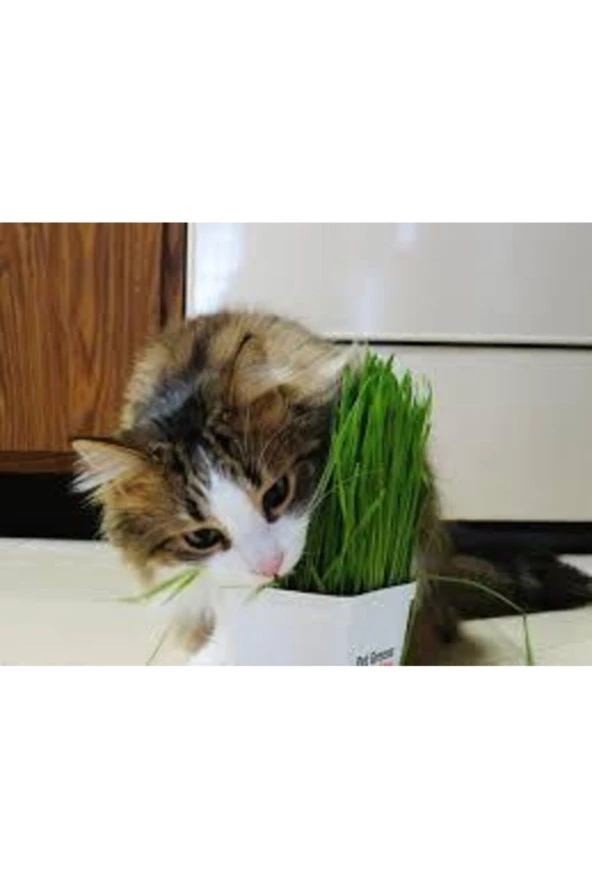 50 Adet Tohum Kedi Çimi Tohumu Çim Tohumu Kedi Çimi Saksı Toprak Sürpriz Hediye Tohumla Gönderilir ürün görseli 1