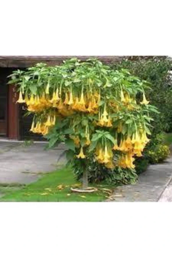 5 Adet Tohum Angel Trumpet Çiçeği Meleklerin Borozanı Çiçek Tohumu Süpriz Hediye Bonsai Ağacı Tohum ürün görseli 1