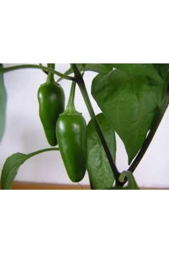 5 Adet Tohum Ithal Acı Jalapeno Biberi Tohumu Meksika Biberi Tohumu Süpriz Hediye Tohum Zehir Acı ürün görseli 1