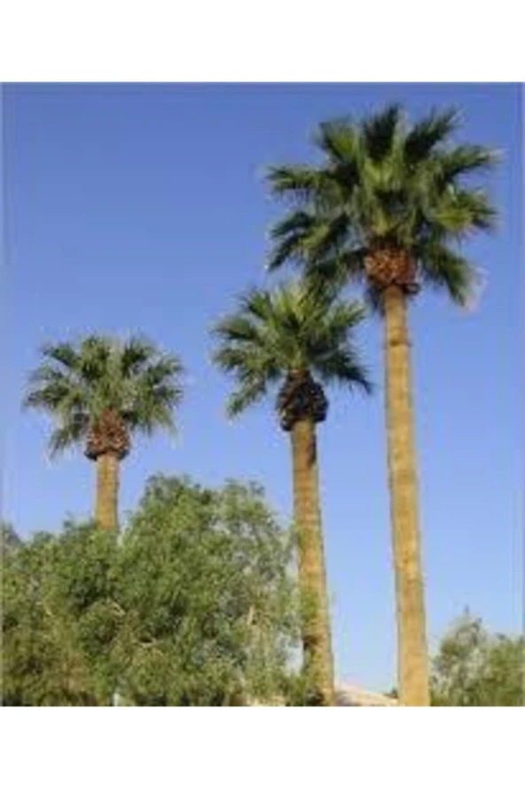 10 Adet Tohum Washingtonia Rabusta Palmiye Tohumu ürün görseli 1