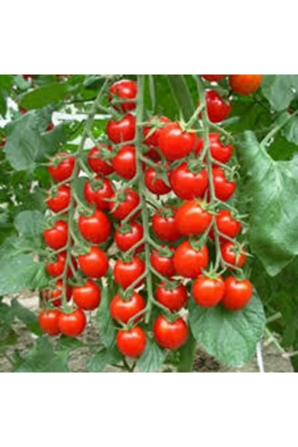 30 Adet Tohum Süper Paket Cherry Domates Tohumu Saksılık Süpriz Hediye Tohumludur ürün görseli 1