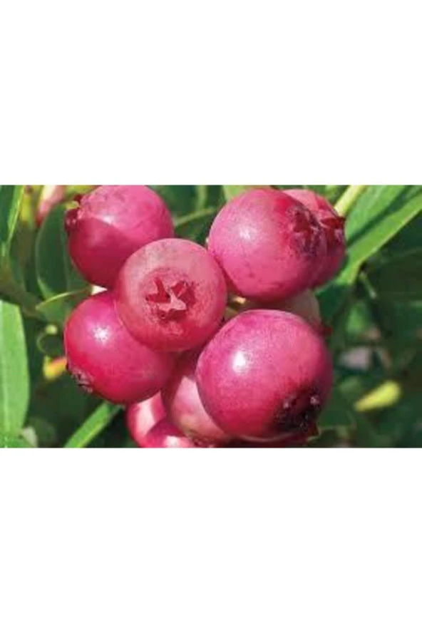 5 Adet Tohum Cranberry Tohumu Yaban Mersini Tohumu Turna Yemişi Tohumu Sürpriz Hediye Tohum ürün görseli 1