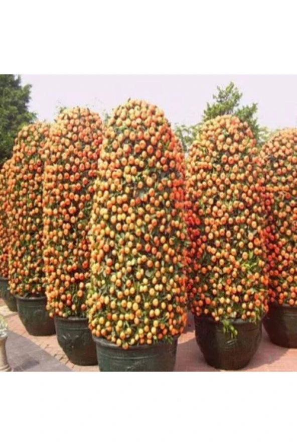 10 Adet Tohum Bodur Bonsai Mandalina Bonzai Ağacı Tohum Süpriz Hediye Bonsai Ağacı Tohum ürün görseli 1