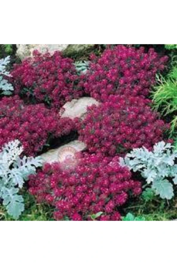 10 Adet Tohum Kraliyet Halısı Tohumu Alyssum Flower Tohumu Saksı Toprak Süpriz Hediye Tohum ürün görseli 1