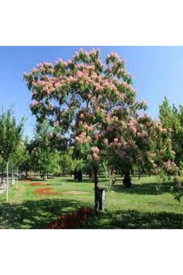 10 Adet Tohum Gülibrişim Ağacı Tohum Gülibrişim Tohum Süpriz Hediye Bonsai Ağacı Tohumla ürün görseli 1
