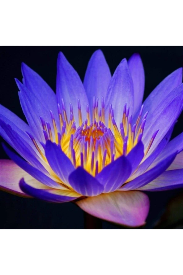 Mavi Lotus Tohumu ürün görseli 1