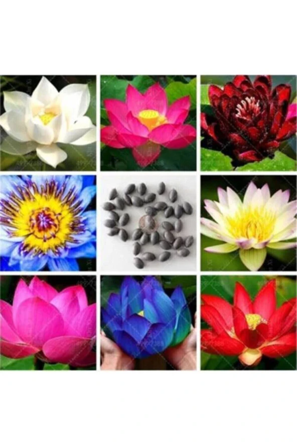 Lotus Çiçeği Tohumu Nilüfer Su Zambağı Tohumu 3 Tohum ürün görseli 1