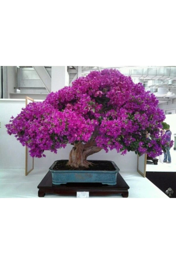 Nadir Ithal Erguvan Bonzai Ağacı Tohumu 100 Tohum Bonsai Tohumu ürün görseli 1