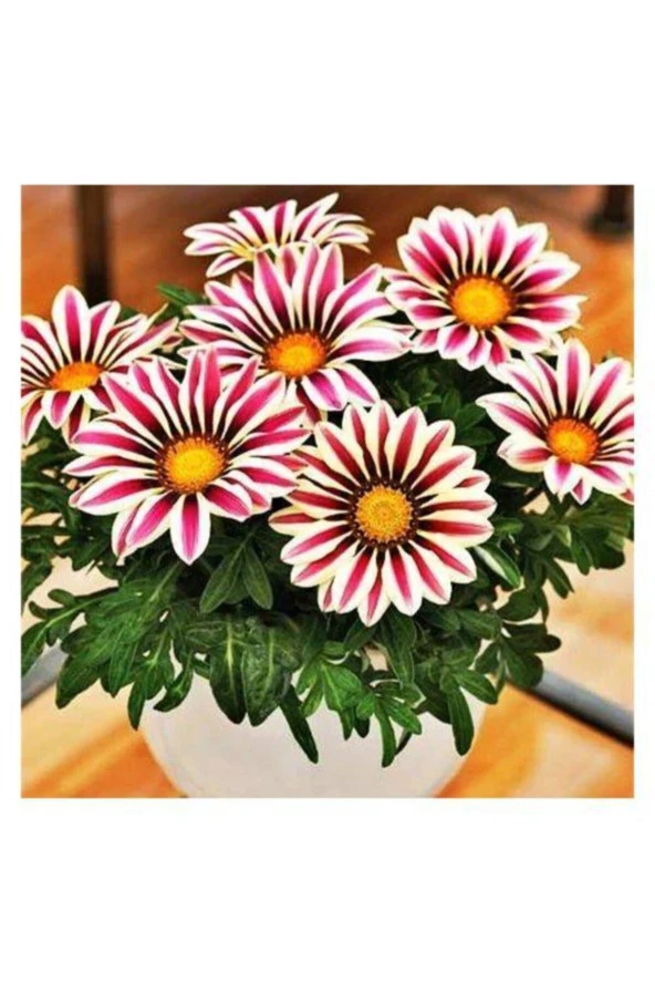 Gazania Çiçek Tohumu 5 Adet ürün görseli 1
