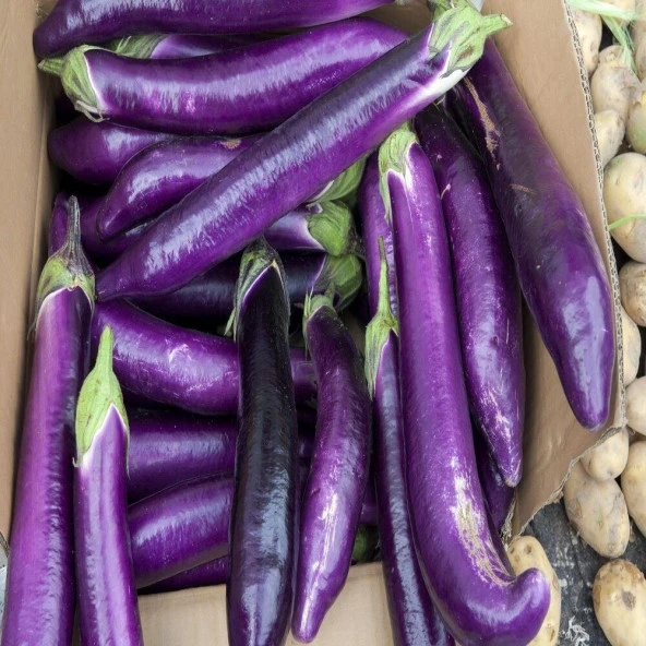 Thin Long Patlıcan Tohumu (15 tohum) ürün görseli 1