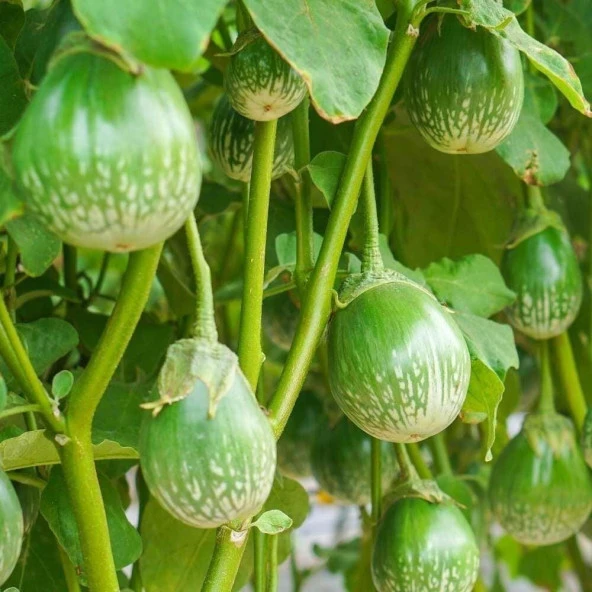 Green Giant Thai Dev Patlıcan Tohumu (15 tohum) ürün görseli 1