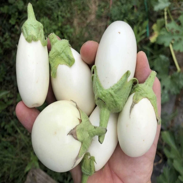 Japanese Egg White Patlıcan Tohumu (15 tohum) ürün görseli 1