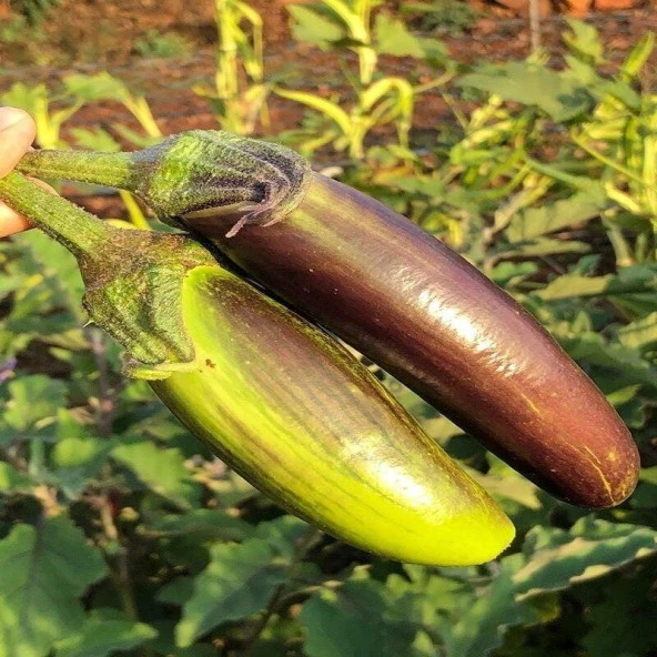 Bangladeshi Long Patlıcan Tohumu(15 tohum) ürün görseli 1