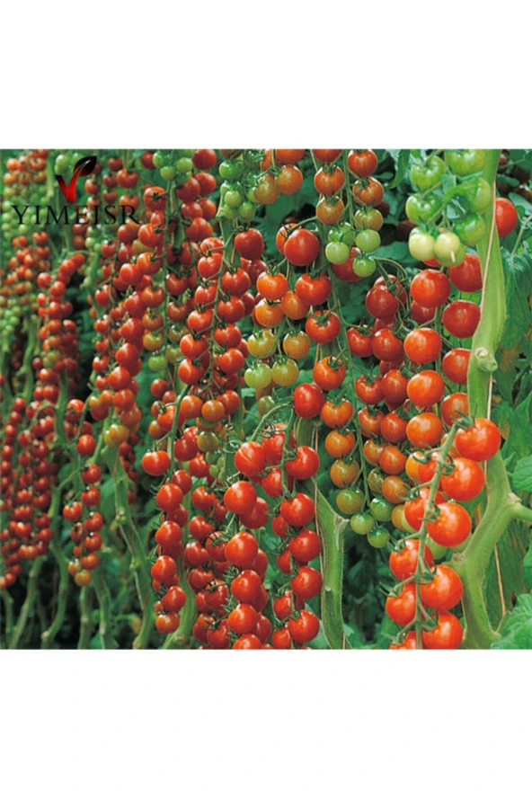 Cherry Domates Tohumu ürün görseli 1