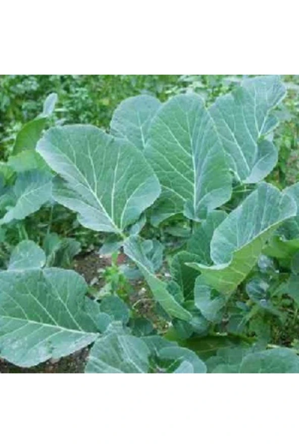 Karadeniz Lahanası - Kara Lahana Tohumu ürün görseli 1