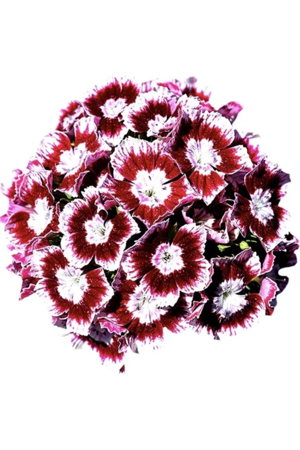 20 Adet Dianthus Barbatus Çiçeği Tohumu ürün görseli 1