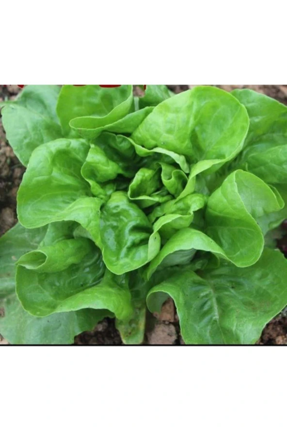 Italıan Lettuce - Italyan Marul Tohumu ürün görseli 1