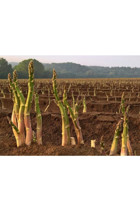Asparagus - Kuş Konmaz Tohumu ürün görseli 1
