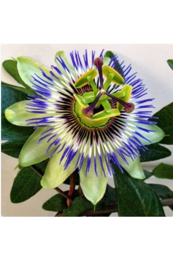 Paketli (10-15 Adet) Passiflora Çiçek Tohumu ürün görseli 1