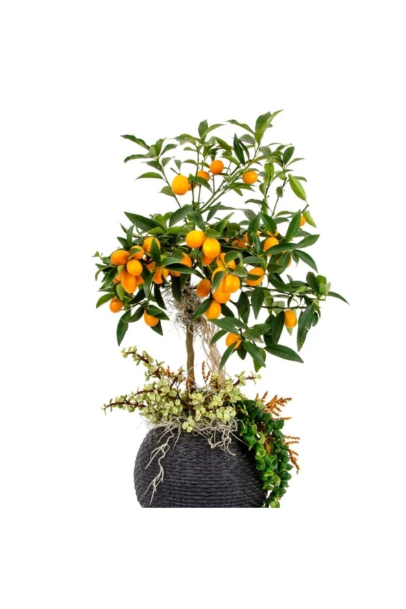 Bonsai Kumkuat - Kamkat Ağacı Tohumu Tropikal Ağaç Tohumları (5 Adet Tohum) ürün görseli 1