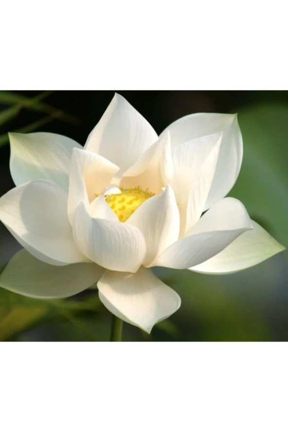 4 Renk Karışık Lotus Çiçeği Tohumu Tropikal Çiçek Tohumları (2 Adet Tohum) ürün görseli 1