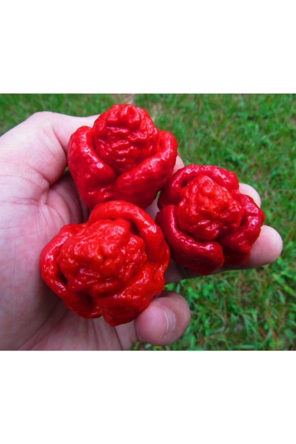 Trinidat Moruga Scorpion Tohumu Tropikal Sebze Tohumları (5 Adet Tohum) ürün görseli 1