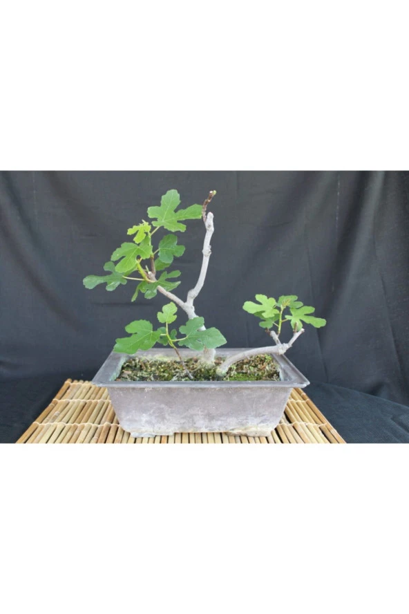 Bonsai Incir Ağacı Tohumu (10 Adet Tohum) ürün görseli 1