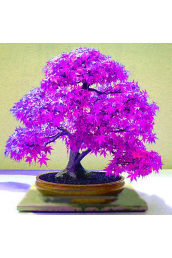 Bonsai Mor Akçaağaç Tohumu (5 Adet Tohum) ürün görseli 1