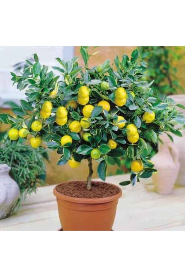 Bonsai Portakal Ağacı Tohumu (2 Adet Tohum) ürün görseli 1