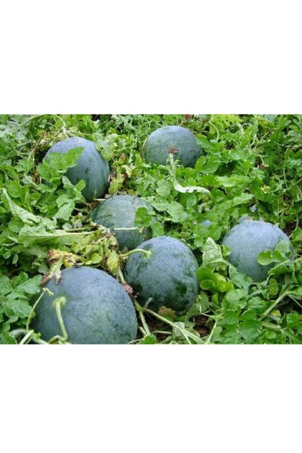 Kırkağaç Kavunu Tohumu (5 Adet Tohum) ürün görseli 1