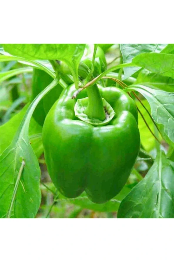 100 Adet Kandil Biber Dolma Sebze Tohumu ürün görseli 1
