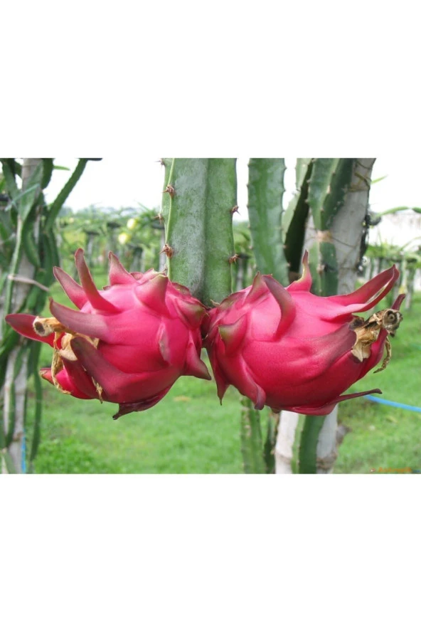 Ejderha Meyvesi - Dragon Fruit Tohumu Tropikal Meyve Tohumları (10 Adet Tohum) ürün görseli 1