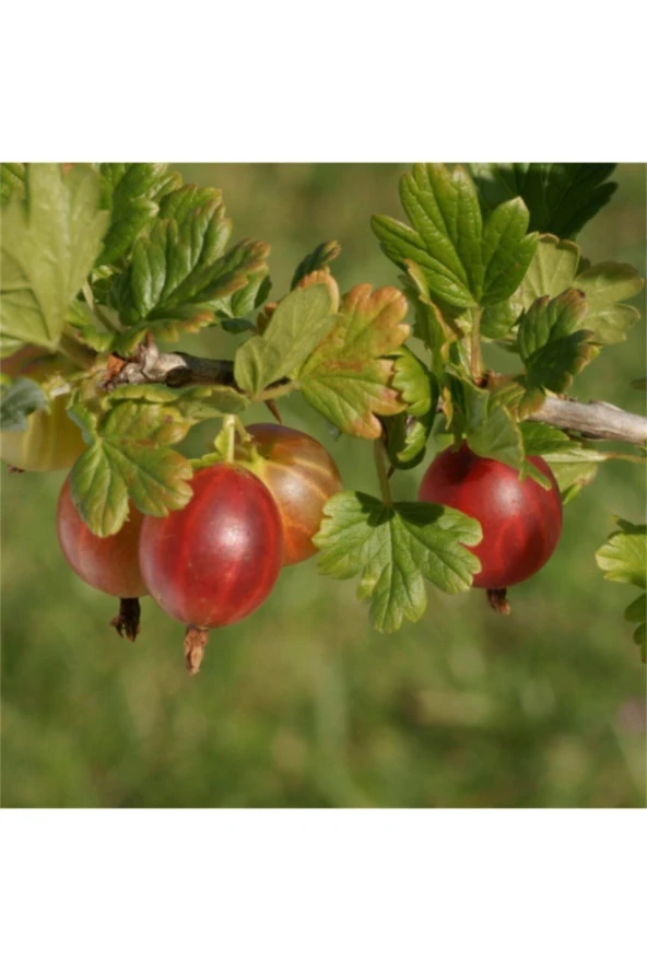Kırmızı Bektaşi Üzümü & American Red Goosberry Fruit Tohumu Tropikal Meyve Tohumları (5 Adet Tohum) ürün görseli 1