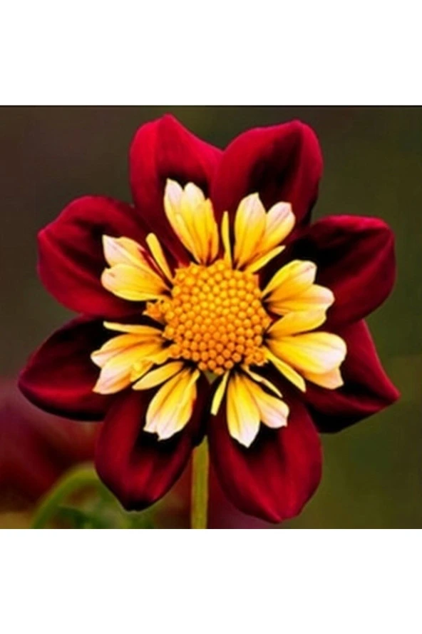 10 Adet Yıldız Dahlia Çicek Tohumu + 10 Adet Hediye Karışık Renk Gül Tohumu ürün görseli 1
