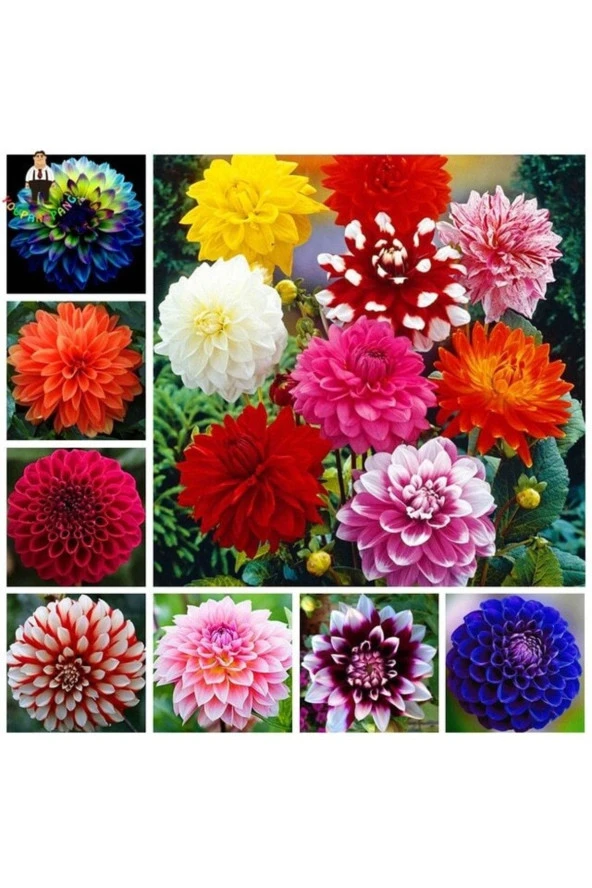 100 Adet Karışık Renk Dahlia (yıldız Çiçeği) Tohumu + 10 Adet Hediye Karışık Renk Gül Tohumu ürün görseli 1