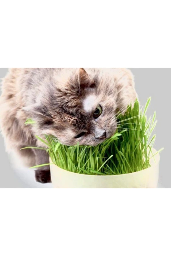 Kedi Otu Tohumu ürün görseli 1