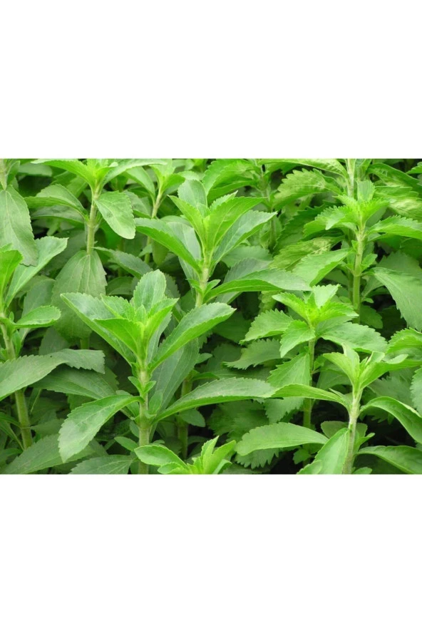 Şeker Otu - Stevia - Tohumu Tropikal Sebze Tohumları (10 Adet Tohum) ürün görseli 1