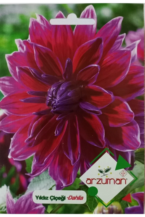 Yıldız Çiçeği Tohumu ürün görseli 1