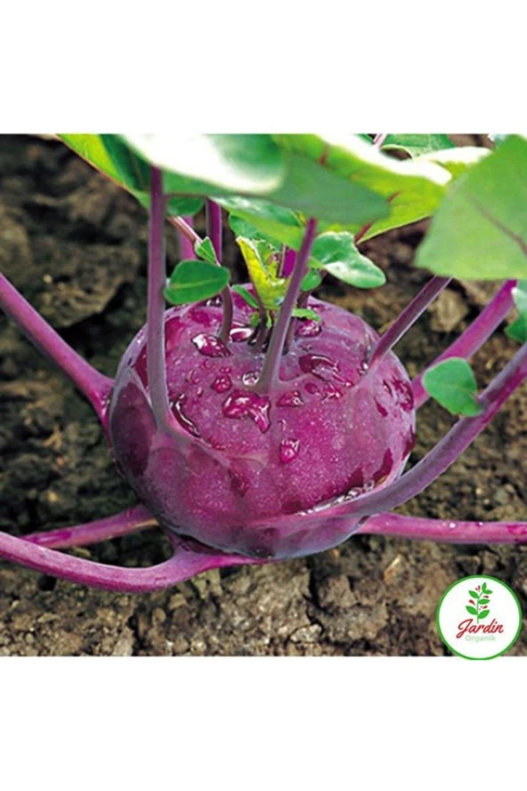 Mor Alabaş Kohlrabi Tohumu 10 Adet Doğal Ev Bahçe Için Ideal ürün görseli 1
