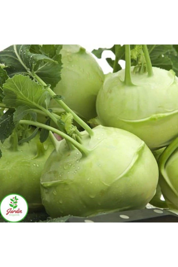 Alabaş Kohlrabi Tohumu 15 Adet Organik Ev Bahçe Için Ideal ürün görseli 1
