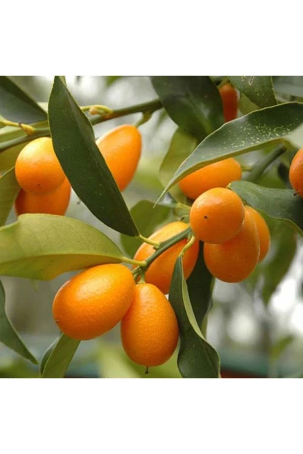 Kamkat Bonsai Kumquat Ağacı 3 Adet Tohum Al Saksı+torf Hediye Ev Ve Bahçe Için Ideal ürün görseli 1