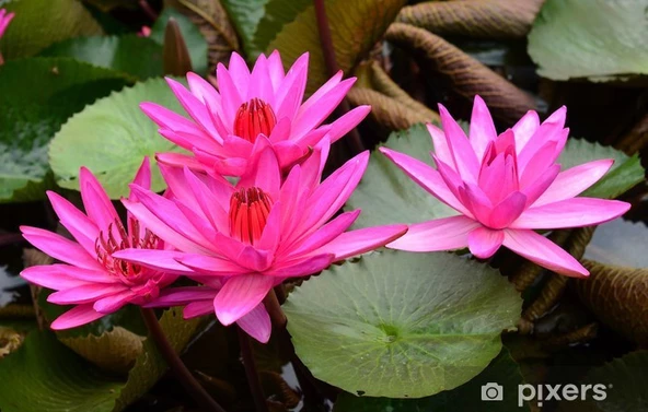3 Adet Pembe Renk Lotus Çiçeği  Tohumu ürün görseli 1
