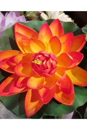 3 Adet Turuncu Renk Lotus Çiçeği (nilüfer) Tohumu ürün görseli 1
