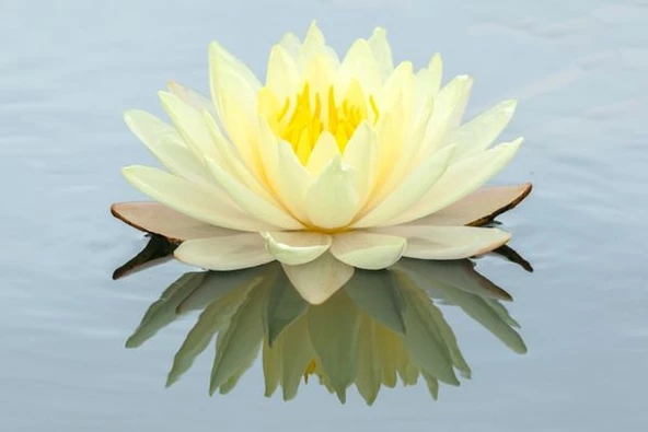 3 Adet Sarı Renk Lotus Çiçeği (nilüfer) Tohumu ürün görseli 1