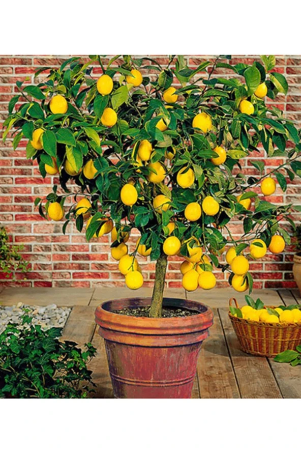 Bodur Limon Ağacı 5 Adet Doğal Tohum ürün görseli 1