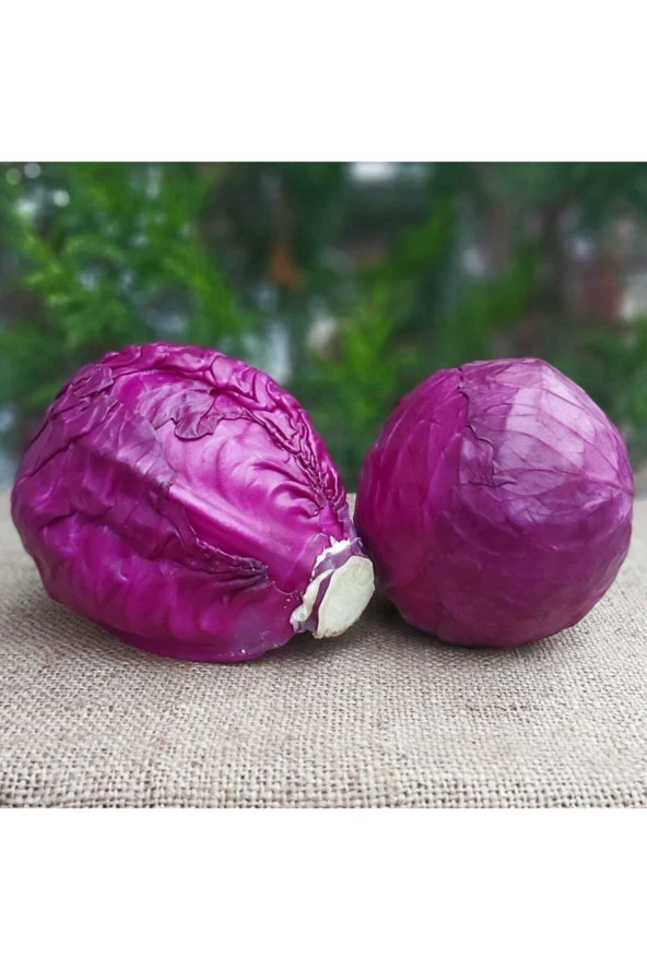 Kırmızı Mor Lahana Tohumu Doğal Tohum Yerli  50+ Adet ürün görseli 1
